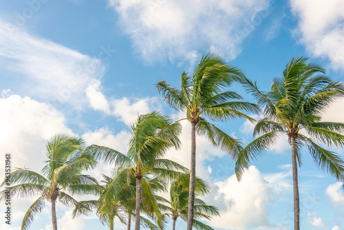 Morning in Miami south beach. Palm trees with sunlight on background