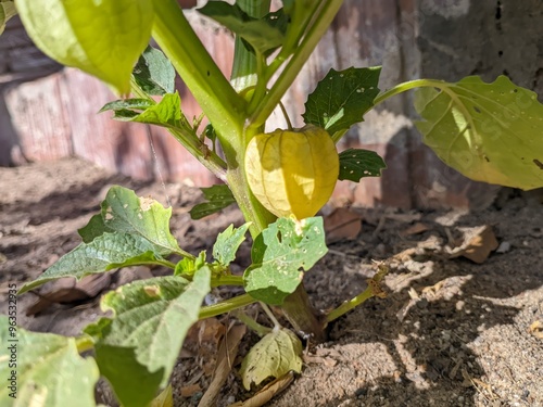 Close-up of a canapum plant, featuring its distinctive fruit and lush green foliage. Ideal for showcasing tropical flora. photo