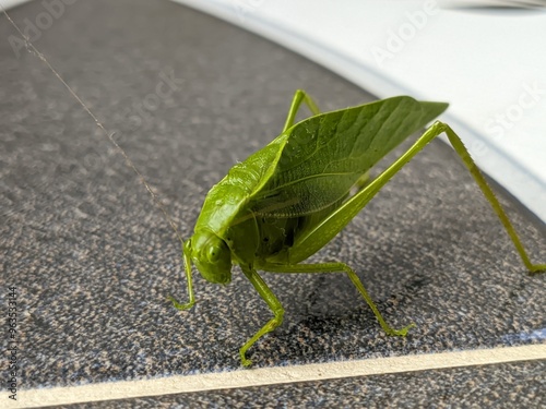 Close-up of a green 'esperança' grasshopper against a blurred background, showcasing its vivid color and fine details..jpg
Ações: photo