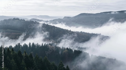 A foggy, misty forest with a cloudy sky above