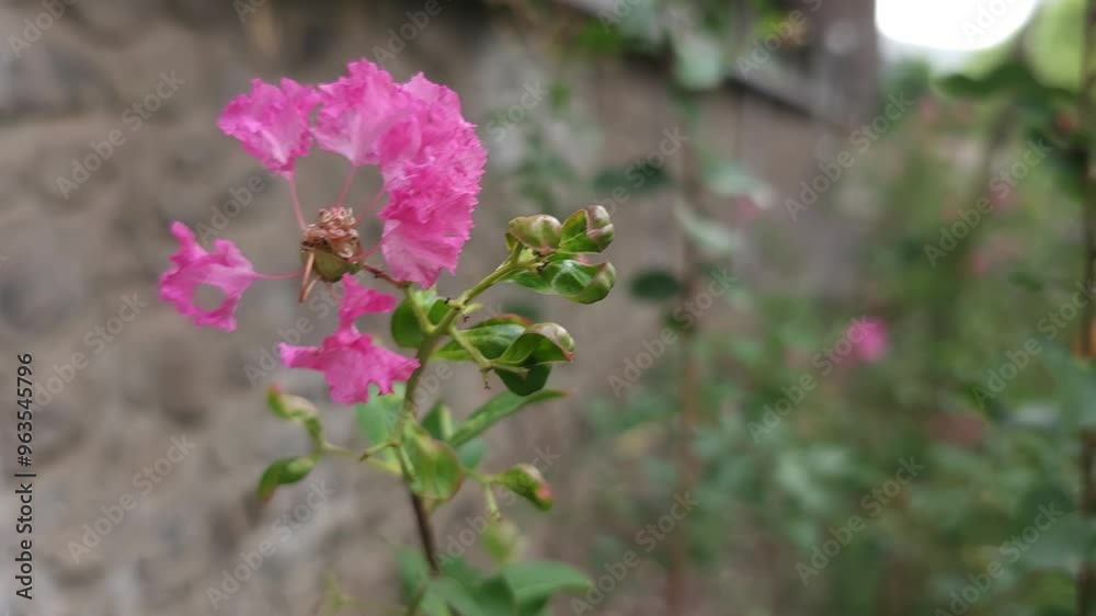 Vibrant Queen’s Crape Myrtle also known as Jarul, Ajar, Tamhana, Motha Bondara or Pride of India blooms grace the landscape Vibrant Queen’s Crape Myrtle also known as Jarul, Ajar, Tamhana, Motha Bondara or Pride of India blooms grace the landscape