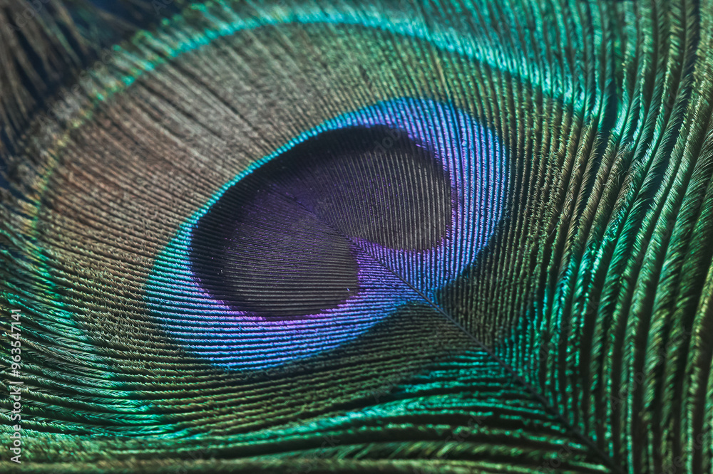 Naklejka premium peacock feather close up