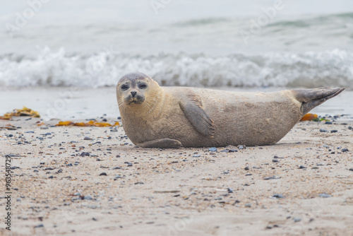 Phoca vitulina - Harbor Seal - on the beach and in the sea on the island of Dune in Germany. Wild foto.