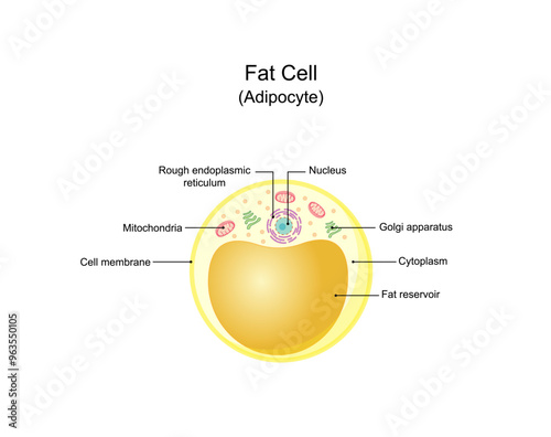 Fat cell structure. Adipocytes. Adipose tissue. Lipid droplets.  Storing energy. Vector illustration.