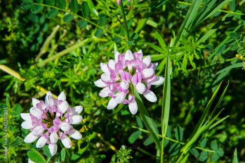 close-up: pink and white flowers of crownvetch