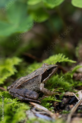 Frosch