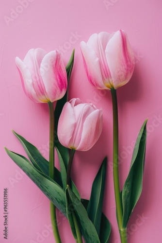 Three pink tulips are arranged in a row on a pink background. The flowers are in full bloom and their stems are green. Scene is one of beauty and freshness