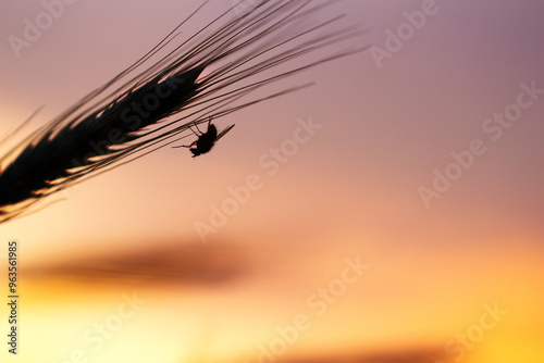 Fliege auf Korn