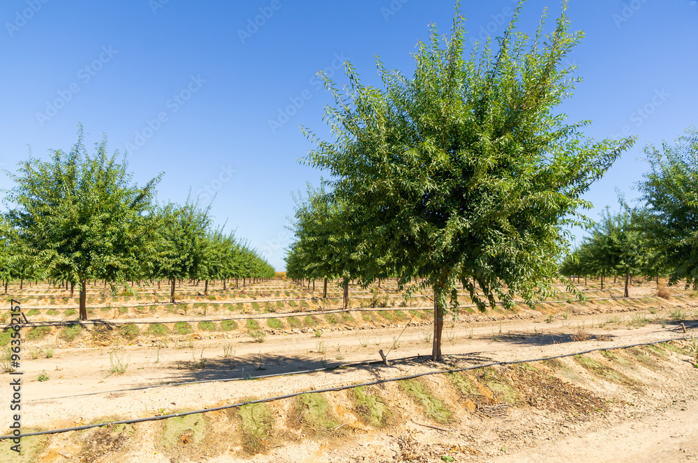 Perspective of Almond Trees in Rows with Drip Irrigation and Clear Blue Sky. Perspective of Almond Trees in Rows with Drip Irrigation and Clear Blue Sky.