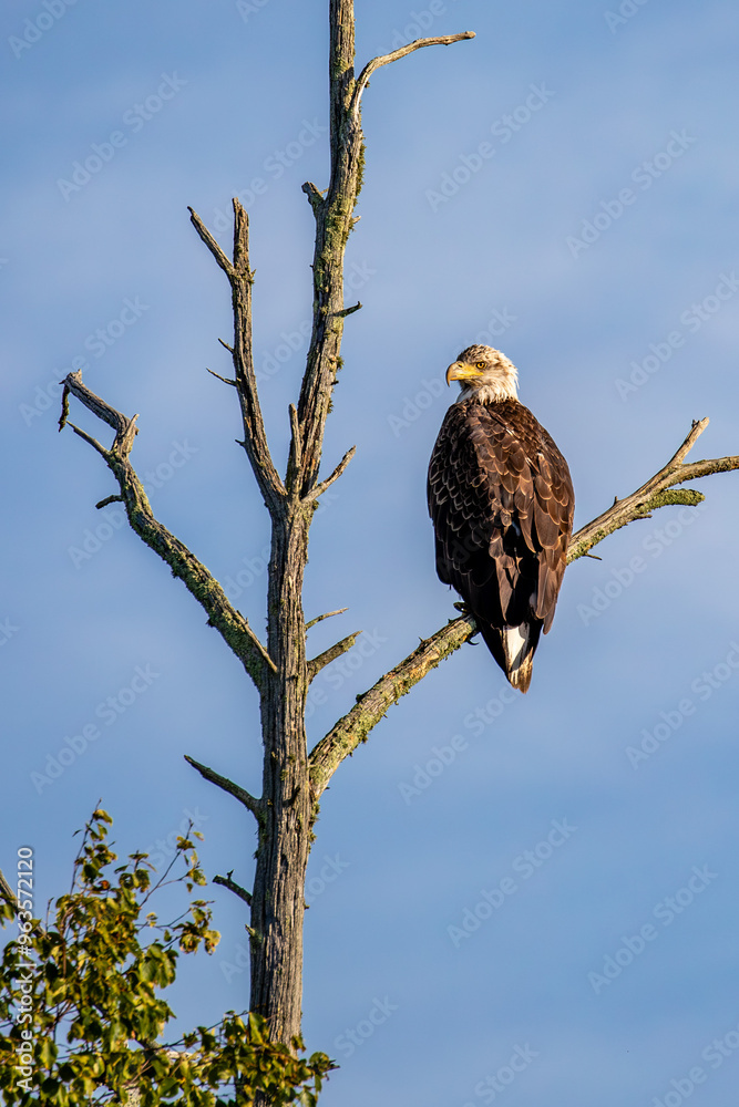 Bald Eagle (Haliaeetus leucocephalus) immature, in dead tree with a blue sky Bald Eagle (Haliaeetus leucocephalus) immature, in dead tree with a blue sky