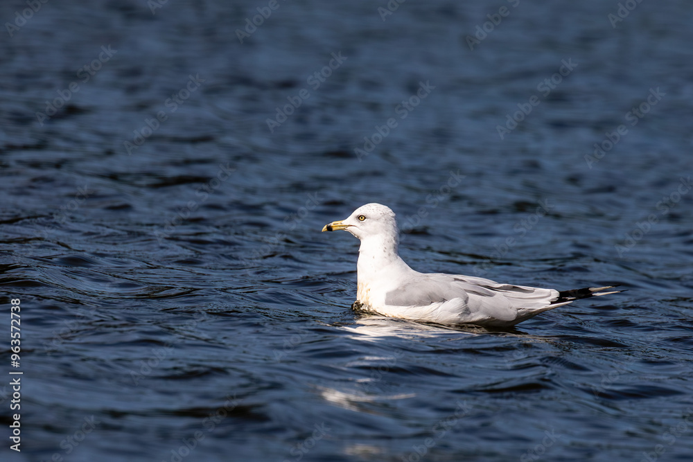 Ring-billed Gull (Larus delawarensis) floating in the middle of a lake Ring-billed Gull (Larus delawarensis) floating in the middle of a lake