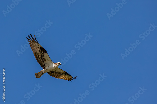 Osprey (Pandion haliaetus) flying in a blue sky with copy space