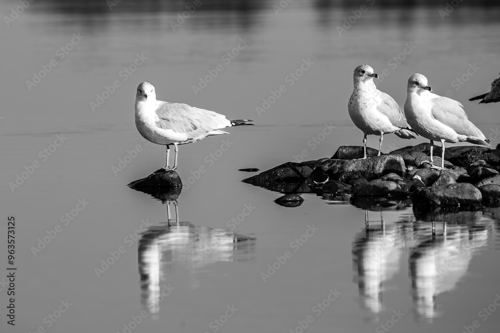 Ring-billed Gull (Larus delawarensis) on a small rock pile in the middle of a lake