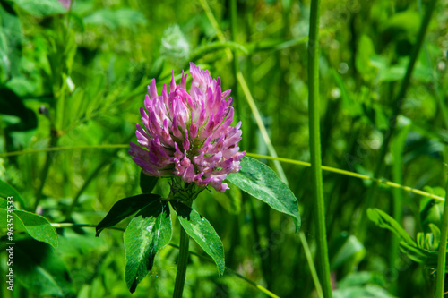 close-up: red clover with dark pink flowers