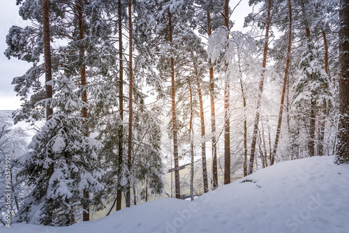 A snowy forest with trees covered in snow