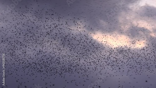 Wallpaper Mural Birds flying in large numbers in amazing murmuration with nature in England UK 4K Torontodigital.ca