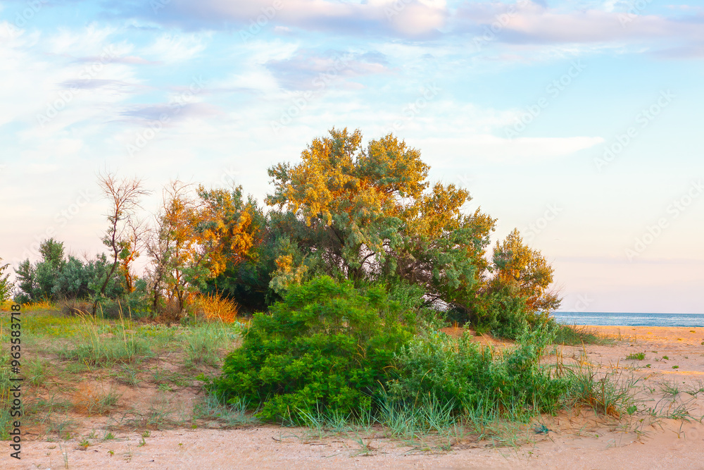 Sandy beach with a bunch of trees and bushes. Enjoying the ocean breeze and picturesque coastal scenery