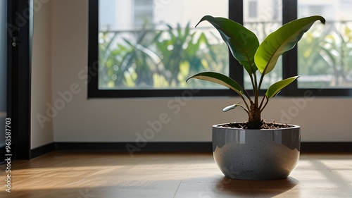 Glossy Green Grandeur: The Rubber Plant's Elegance