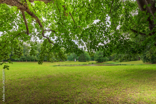 A large tree with a large branch that is casting a shadow on the ground