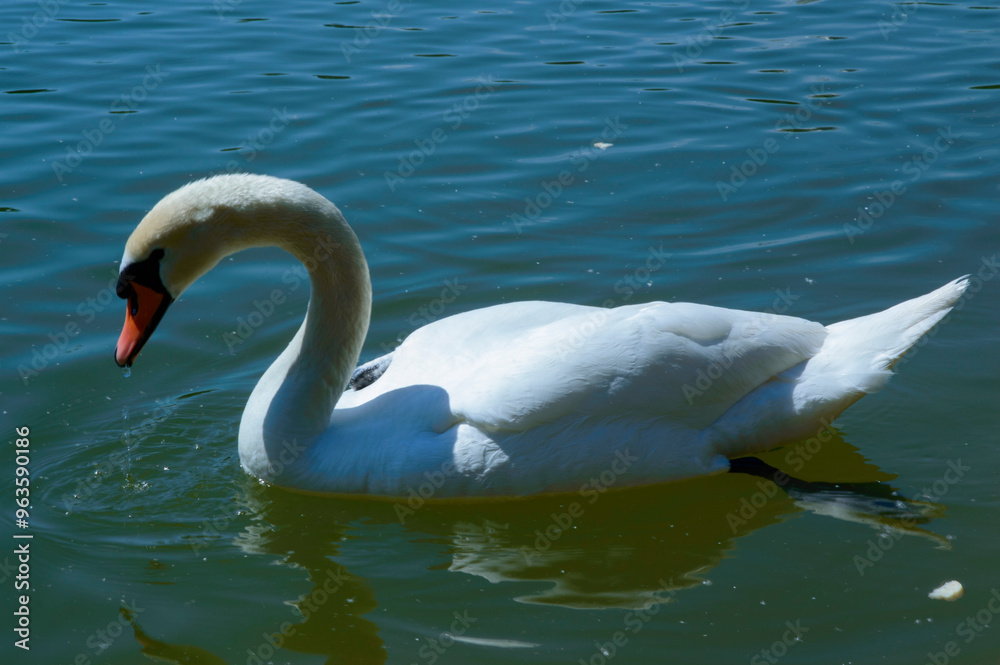 close-up: mute swan with wholly white plumage with an orange beak bordered with black waterside close-up: mute swan with wholly white plumage with an orange beak bordered with black waterside