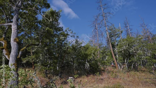 Logging Tree Felling Cutting and Falling