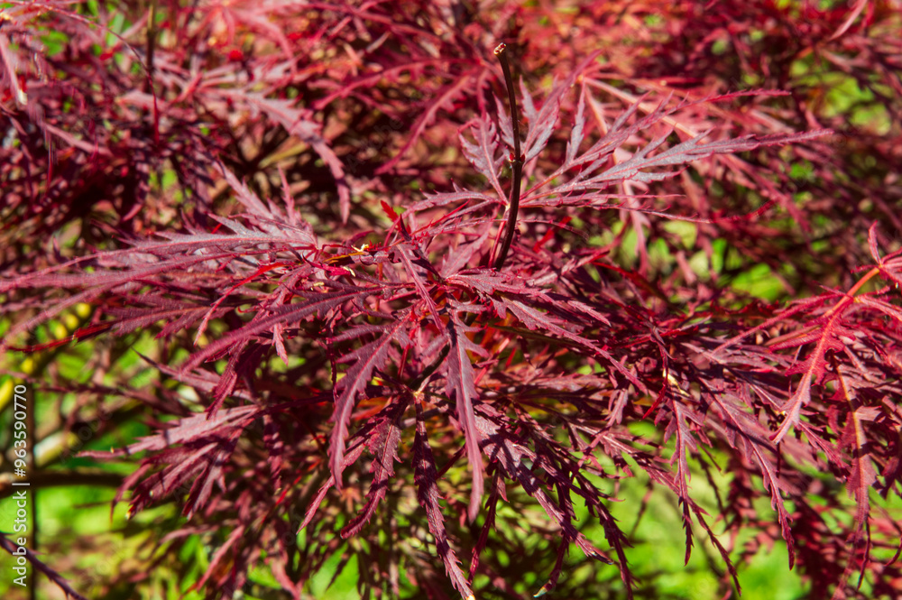 close-up: smooth Japanese maple red dragon with dark red palmately lobed leaves close-up: smooth Japanese maple red dragon with dark red palmately lobed leaves