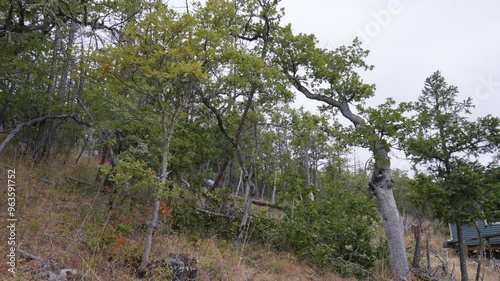 Logging Tree Felling Cutting and Falling