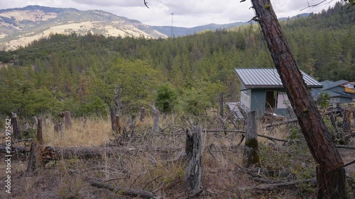 Logging Tree Felling Cutting and Falling