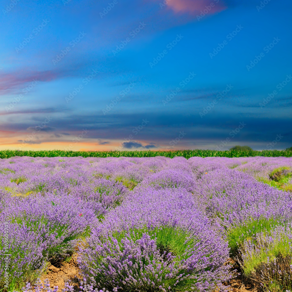 Obraz premium Lavender fields. Beautiful image of lavender field.