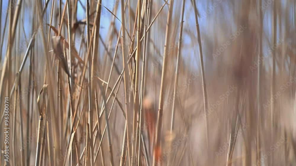 Beautiful Abstract background view with shallow depth of field of  Reed grass blowing in the Spring wind that is bringing the rain season. Shot in 4K 4:2:2 10 Bit.