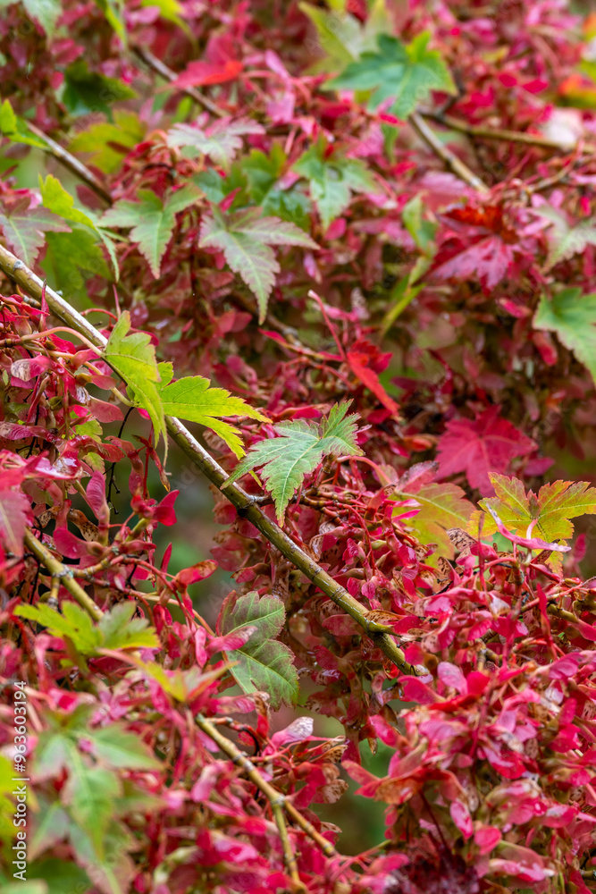 red maple seeds red maple seeds