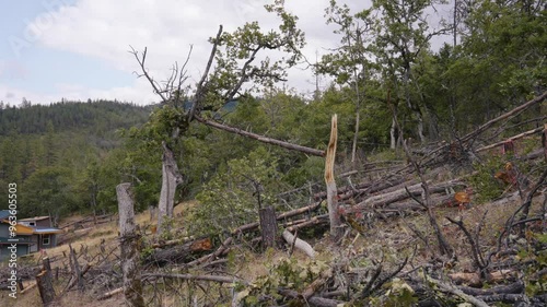 Logging Tree Felling Cutting and Falling