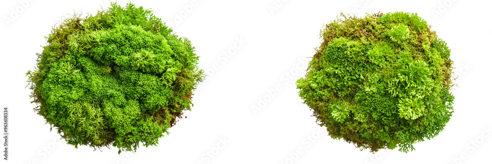 Obraz premium set of A Green moss isolated top view, flat lay on a transparent background