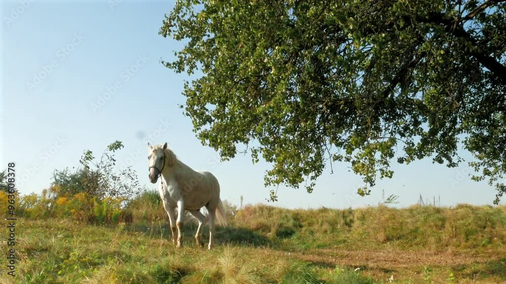 White horse grazing in a sunlit field under a tree. The wind blows through his mane. White horse grazing in a sunlit field under a tree. The wind blows through his mane.