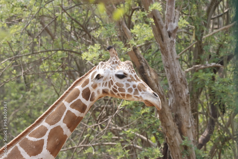 his majestic photograph captures a giraffe standing tall in its natural savanna habitat. The giraffe's long neck and distinctive patterned coat are beautifully highlighted against the vast, open lands