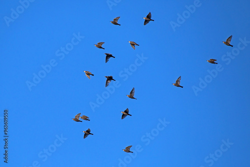 Large flock of Starlings flying on the sky. European Starling (Sturnus vulgaris).