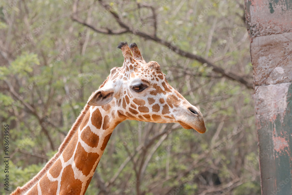 Obraz premium his majestic photograph captures a giraffe standing tall in its natural savanna habitat. The giraffe's long neck and distinctive patterned coat are beautifully highlighted against the vast, open lands
