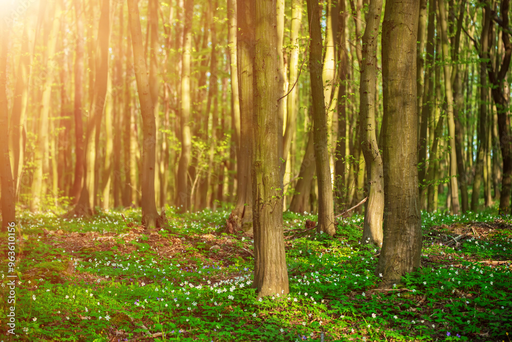 Obraz premium Flowering green forest with white flowers, spring nature background