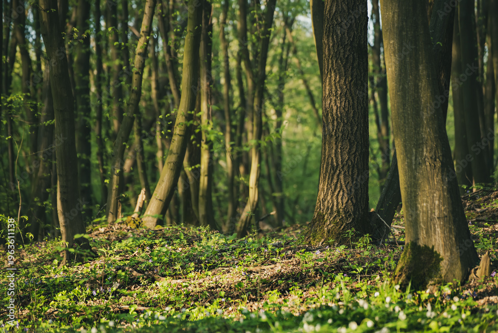 Flowering green forest with white flowers, spring nature background Flowering green forest with white flowers, spring nature background