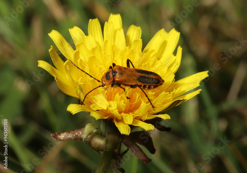 Closeup of a goldenrod soldier beetle, Chauliognathus pensylvanicus, pollinating a yellow dandelion flower in a yard in Ohio.  photo