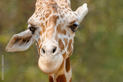 his majestic photograph captures a giraffe standing tall in its natural savanna habitat. The giraffe's long neck and distinctive patterned coat are beautifully highlighted against the vast, open lands photo