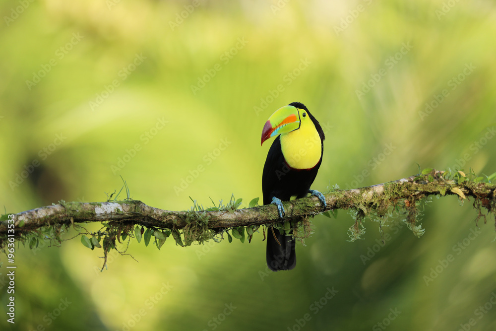 Keel-billed Toucan, Ramphastos sulfuratus, sitting on the branch in the forest, Costa Rica.