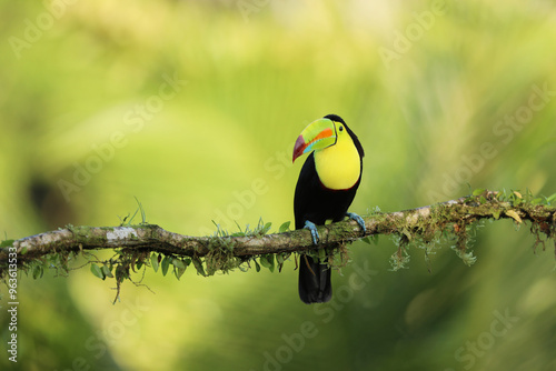 Obraz na płótnie Keel-billed Toucan, Ramphastos sulfuratus, sitting on the branch in the forest, Costa Rica. w salonie