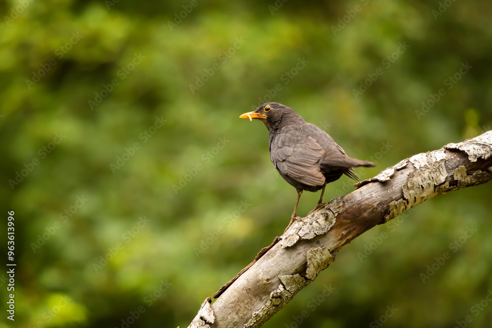 Common eurasian blactbird (Turdus merula) in nature habitat. Passerine bird on branch with green background, wildlife in Czech republic