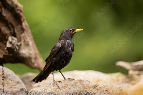 Common eurasian blactbird (Turdus merula) in nature habitat. Passerine bird on branch with green background, wildlife in Czech republic