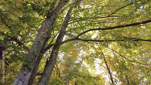 bottom shot of green leafed trees