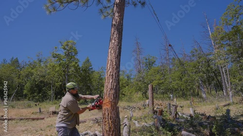 Logging Tree Felling Cutting and Falling