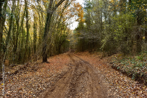 View of a forest with deciduous trees in autumn. A natural forest park path.