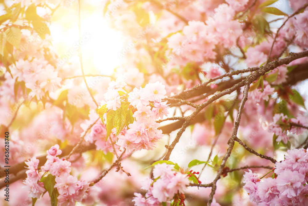 Sakura flowers blooming, spring seasonal Easter background Sakura flowers blooming, spring seasonal Easter background