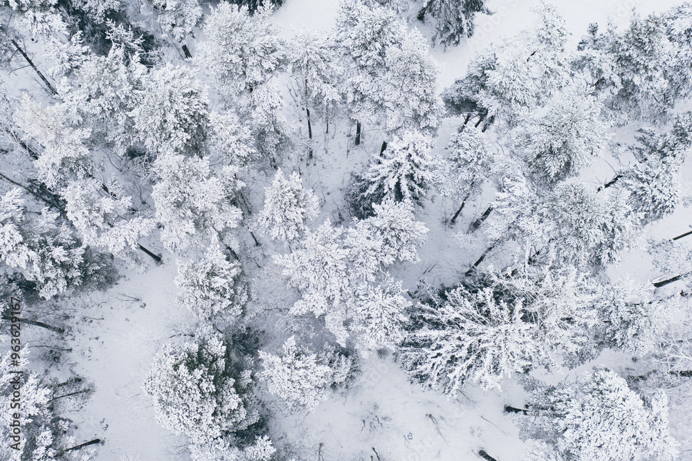 Forest in Estonia, covered with snow, aerial view. Winter seasonal landscape Forest in Estonia, covered with snow, aerial view. Winter seasonal landscape
